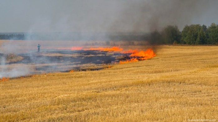 В Черниговской области горит пшеничное поле