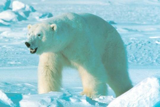 На Новой Земле из-за нашествия белых медведей объявили режим ЧС